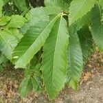 Castanea crenata 葉