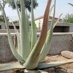 Aloe pseudorubroviolacea Folla