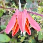 Caiophora hibiscifolia Flower
