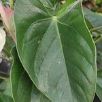 Anthurium spp. Φύλλο