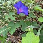 Ipomoea nil Blodyn