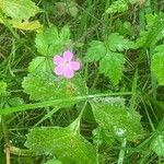 Geranium purpureumÇiçek