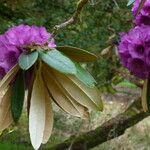 Rhododendron niveum 叶