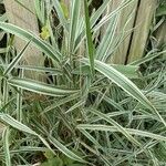 Phalaris arundinacea 葉