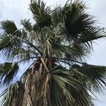 Washingtonia filifera পাতা