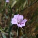 Vaccaria hispanica Květ