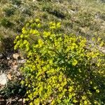 Euphorbia segetalis Habit