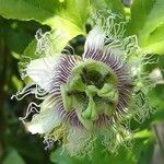 Passiflora edulis Flor