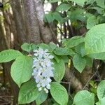 Prunus padusFlower