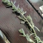 Artemisia absinthiumList