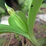 Prosthechea pygmaea Кора