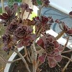 Aeonium arboreum Liść