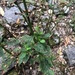 Scrophularia auriculata Blatt