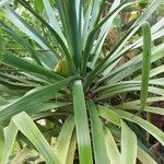 Dracaena draco Habit