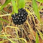 Smilax herbacea ഫലം