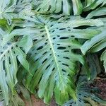 Monstera deliciosa Leaf