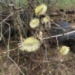 Salix atrocinerea 花