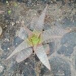 Aloe maculata ᱛᱟᱦᱮᱸ