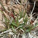 Erioneuron pilosum Leaf