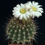 Acanthocalycium spiniflorum Hábitos