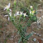 Galatella sedifolia Escorça