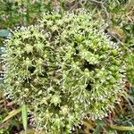 Aralia hispida Flor