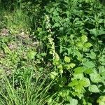 Tellima grandiflora Natur