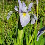 Iris virginica Květ