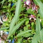 Impatiens balsamina Leaf