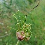 Allium vineale Λουλούδι