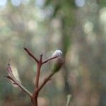 Ixora ixoroides Corteza