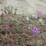 Abronia umbellata ശീലം