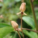 Ipomoea quamoclit Fruit