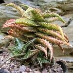 Aloe somaliensis Hoja