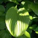 Hosta plantaginea Blad