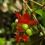 Ochna serrulata Fruit