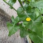 Sonchus oleraceus Leaf