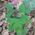Lathyrus linifolius Flor