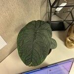 Alocasia baginda Лист