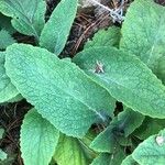 Digitalis purpureaHoja