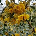 Sophora microphylla Květ