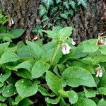 Symphytum caucasicum Folha