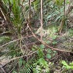 Hibiscus diversifolius Habit