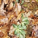 Goodyera pubescens Blatt