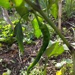 Capsicum baccatum Plod