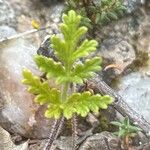 Teucrium botrys Leaf