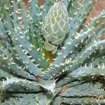 Aloe longistyla Flower