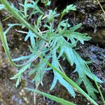 Leucanthemum adustum Blad