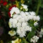 Ageratina adenophora Цвят