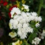 Ageratina adenophora Blüte